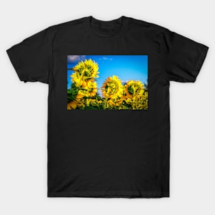 Sunflowers 4 T-Shirt